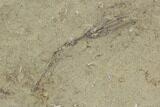 Crinoid Plate (Macrocrinus & Hypselocrinus) - Crawfordsville #94353-1